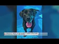 Urgent need for short-term fosters at the Bakersfield Animal Care Center