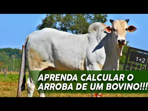 Download MP3 Como calcular o ARROBA de um BOVINO de uma maneira (fácil e pratica)!