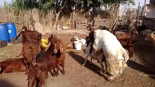 تزاوج الماعز Goat Mating فرج فارم 