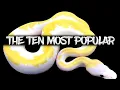 The 10 Most Popular Ball Python Morphs