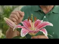 diagram of typical flower angiosperm define all the parts of flower