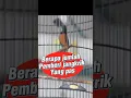 Download Lagu Berapa jumlah pemberian jangkrik yang pas untuk murai batu