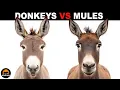 Download Lagu What Is The Difference Between Donkeys And Mules?