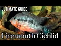 Firemouth Cichlid The Fiery Jewel of Central American Aquariums