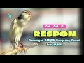 Download Lagu Kenari GACOR❗Pancingan Suara Burung KENARI GACOR - Suara KENARI Paud Belajar Bunyi Ngeriwik