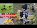Download Lagu POČELO JE‼️😱HOĆU LI USPJETI DA SE IZBORIM SA SVIM OVIM ŠTETOČINAMA🐜❓️🤔