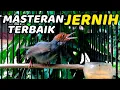 Download Lagu Prenjak gacor suara jernih tarung ampuh💯% bikin prenjak LAWAN langsung nyaut