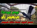 Download Lagu terapi pagi dijamin ampuh bikin kacer bahan cepat bunyi dan gacor bikin nyaut semua jenis kacer