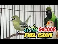 Download Lagu sirtu gacor isian fuel variasi,sangat cocok untuk masteran sirtu lolohan jantan.