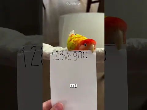 Parrot Show Cute Surprise