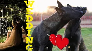 Download Malinois wedding. The first acquaintance of dogs before mating. Bro + Linda MP3