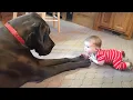 Lagu Cutest Baby and Dog Moments Compilation😍 | Baby and Dog Videos