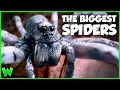 Everything You Didn t Know About Wolf Spiders