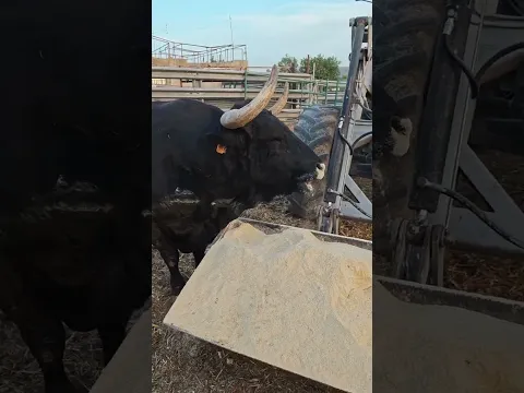 ASI SE ALIMENTA UN TORO BRAVO