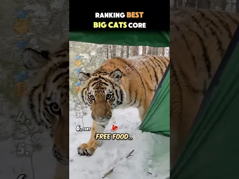 Ranking Best Big Cats Core 🦁🥩