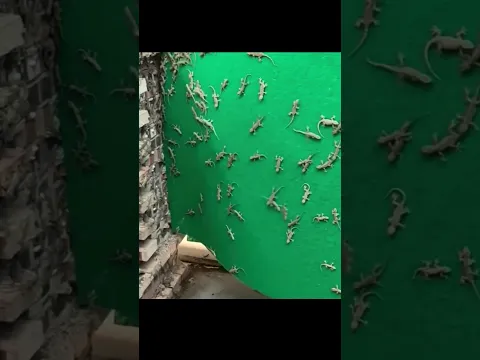 See how they make money by raising lizards