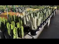 LOWE S CACTUS AND SUCCULENT PLANT SHOPPING TOUR 2026 FIRST LOAD LAS VEGAS
