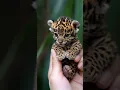 Download Lagu Breathtaking! 😮 First Steps into the Wild: Baby Jaguar's Grand Adventure! 🐾🌿✨