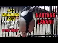 Download Lagu Nantang Lawan!! Gelatik Batu Gacor Jago Memancing Emosi Glatik Batu Lain Ribut Nyaut