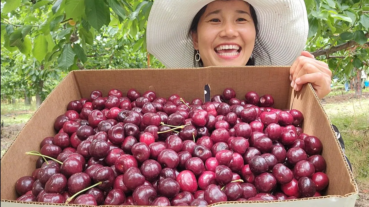 HÁI NHẸ THÙNG CHERRY CHÍN ĐỎ ,MUỐN HÁI MÃI KHÔNG MUỐN VỀ