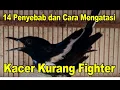 Download Lagu 14 Penyebab dan Cara Mengatasi Kacer Kurang Fighter