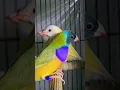 Download Lagu Black Head yellow and Rare Grey Head Gouldian Male @please like share and subscribe of my channel 🤝