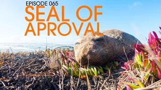 Big Sur’s Seal of Approval – Van Life 065