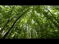 The Wind in the Trees ( 10 Hours of Natural White Noise )