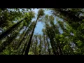 Download Lagu The Wind in the Trees ( 10 Hours of Natural White Noise ) Download Lagu The Wind in the Trees ( 10 Hours of Natural White Noise )