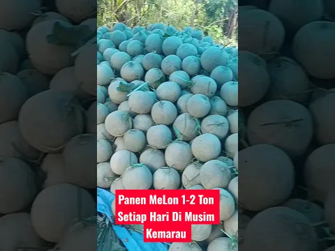 Panen Melon Di Musim Kemarau. 1-2 Ton Setiap Hari #Melon