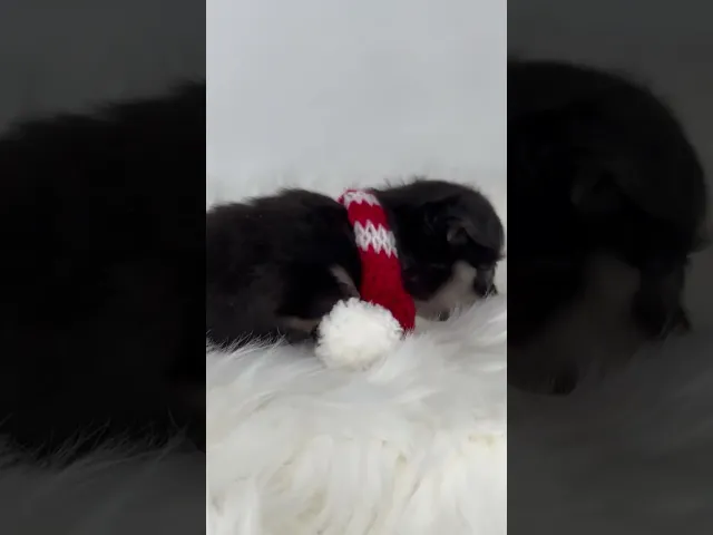 動画