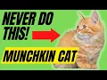 7 Things You Must Never Do To Your Munchkin Cat