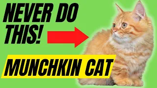 7 Things You Must Never Do To Your Munchkin Cat