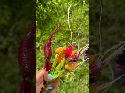 ഫിൻലന്റിലെ വിളവെടുപ്പ്കാലം 🌽🥕🍅| harvesting season #mallusinfinland #familyvlog #harvest