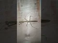 Download Lagu belalang sembah praying Mantis #youtubeshorts #shorts #viral #animals  #insects