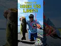 Tuesday Tip Detect Subtle Bites With High Vis Line