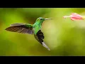 Hummingbirds The Only Bird That Can Fly Backwards