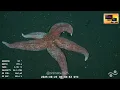 Download Lagu Dia 2 - Resumen 8/24/25 - El Rov SuBastian  en el fondo del mar, Uruguay ‪@SchmidtOcean‬
