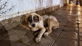 Forced Out of a Car, This Heartbroken Puppy Still Believed His Owner Would Return.