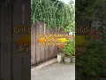 Lirik Lagu Albi Ya Mehtas -Nancy Ajram, Viral di TikTok: Arab, Latin dan Artinya