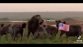 فزعة الفهد ضبع ضد اسد دندنها