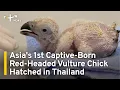 Download Lagu Eerste in gevangenschap geboren roodkopgierjong van Azië geboren in Thailand | TaiwanPlus Nieuws