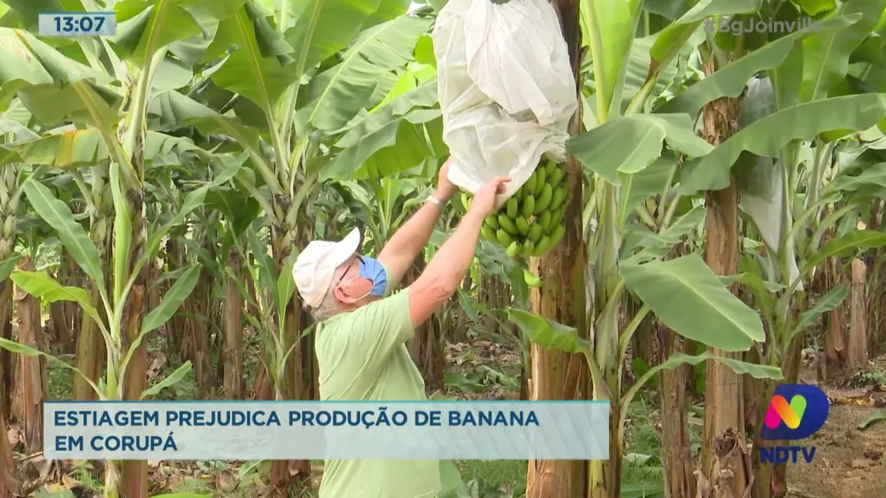 Estiagem prejudica produção de banana em Corupá