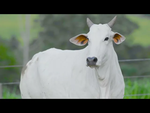 Matriz Nelore NJAS - 15