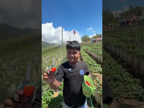 SERU BANGET SIBOCIL PANEN STROBERI