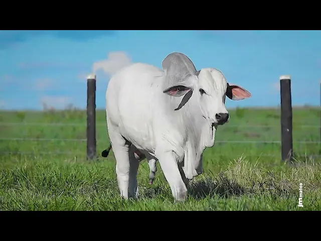 Garrote Nelore GLMP - 1622