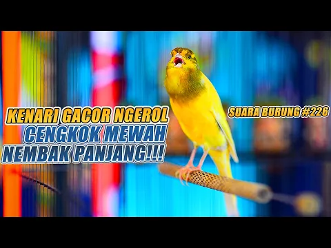 Download MP3 SUARA BURUNG |226| Kenari GACOR PANJANG INI Cocok untuk Masteran KENARI PAUD dan Kenari Macet BUNYI