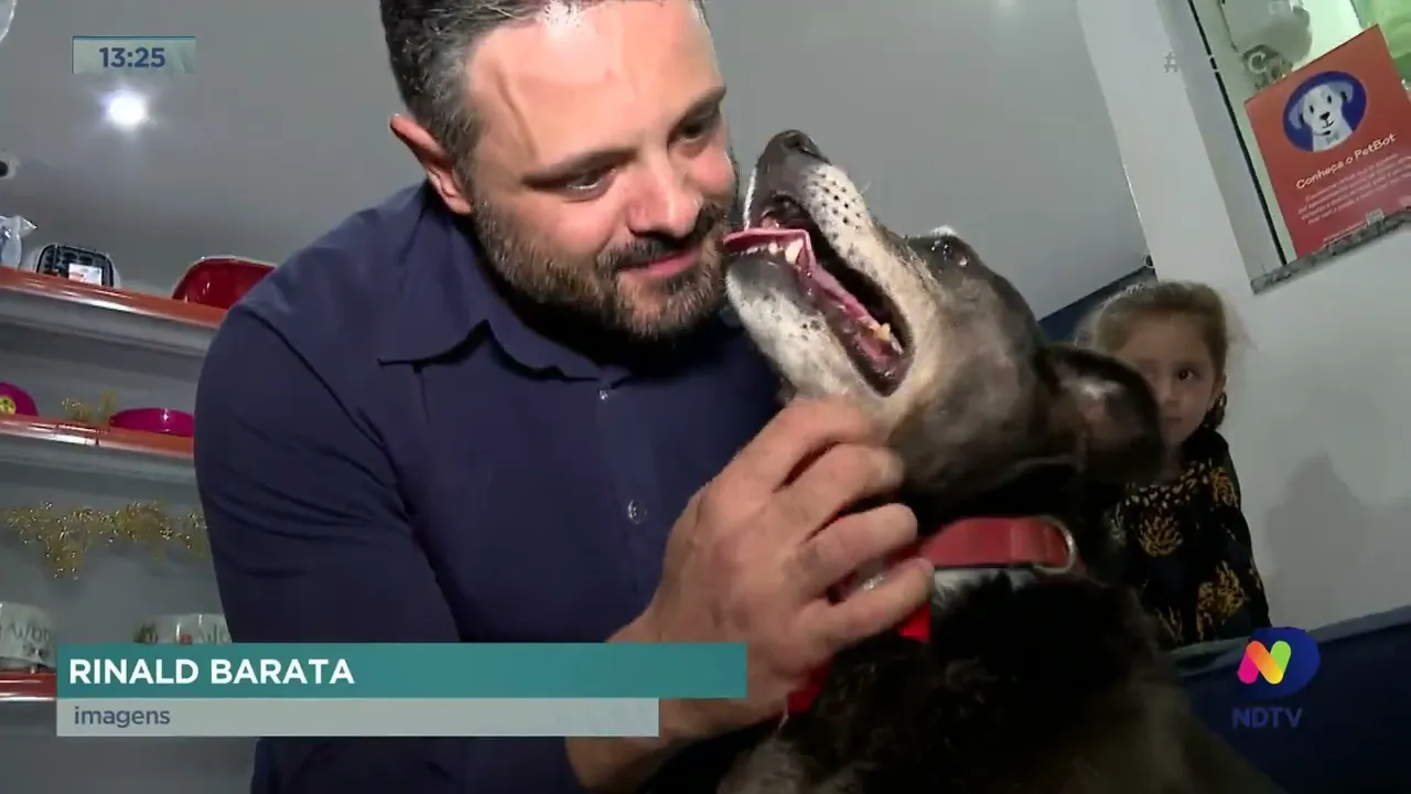 Cães videntes: cachorros treinados por projeto da UFSC 'adivinham' resultados da Copa do Mundo