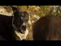 Argos reunites with his master Ulysses after 20 years since he left him as a puppy for Troy