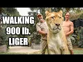 Walking 900 Pound Liger with Jay Prehistoric Pets Myrtle Beach Safari